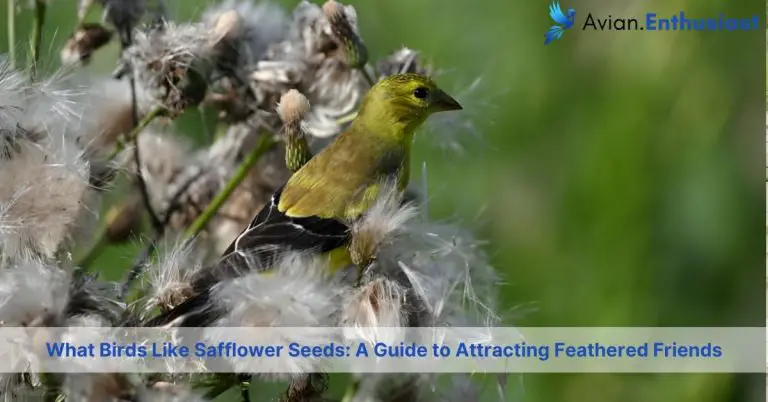 what birds like safflower seeds