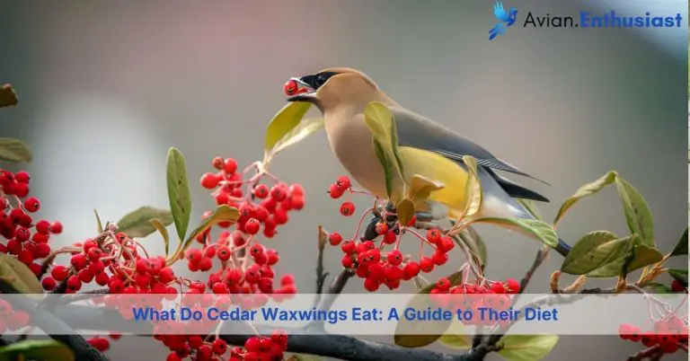 what do cedar waxwings eat