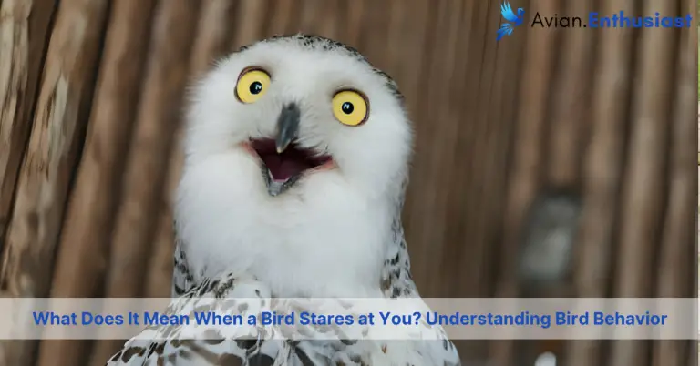 what does it mean when a bird stares at you