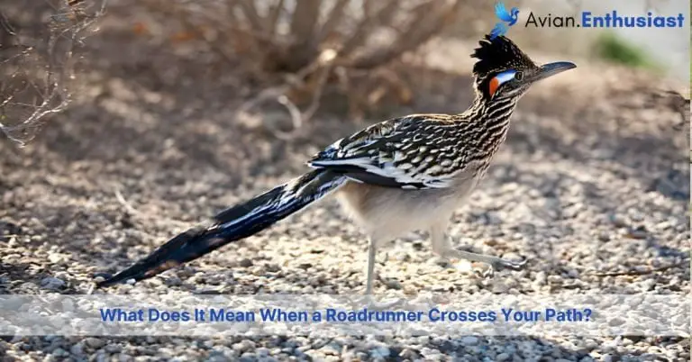 what does it mean when a roadrunner crosses your path