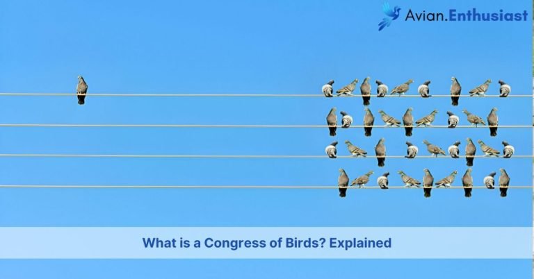 what group of birds is called a congress