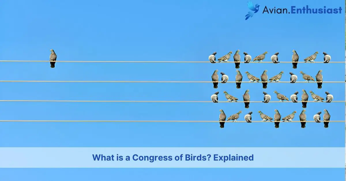 what group of birds is called a congress