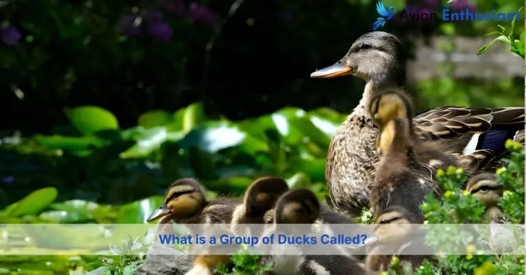 what is a group of ducks called