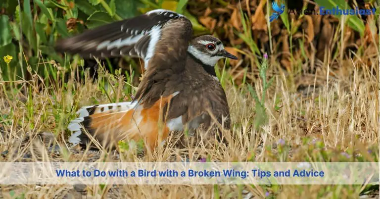 what to do with a bird with a broken wing