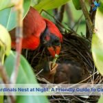 where do cardinals nest at night