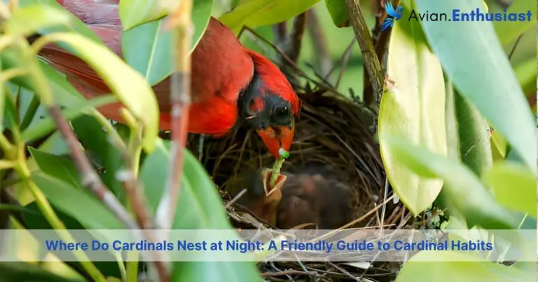 where do cardinals nest at night