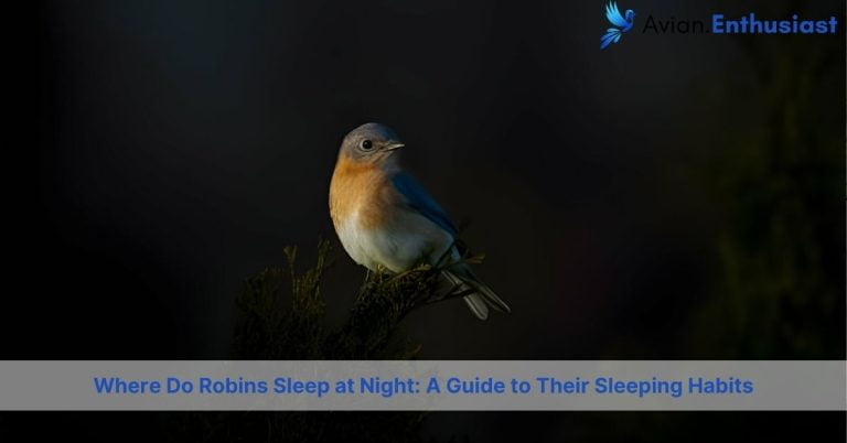 where do robins sleep at night