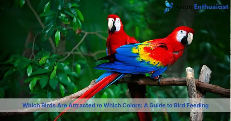 which birds are attracted to which colors