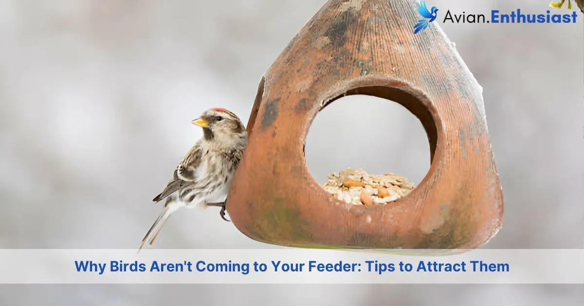 why birds arent coming to feeder