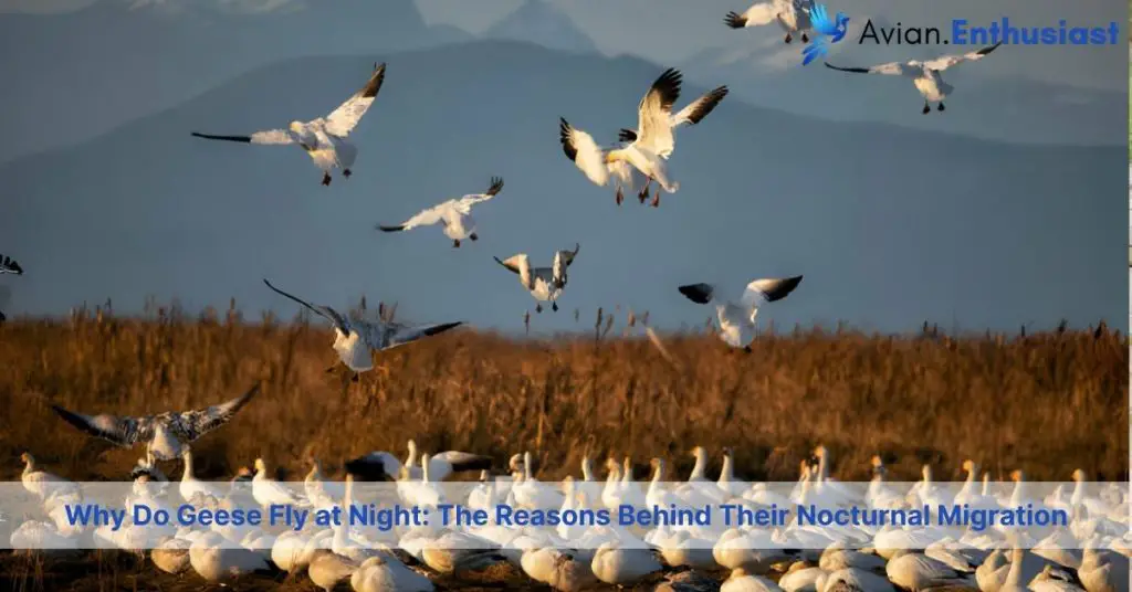 Why Do Geese Fly At Night? Exploring Nocturnal Migration