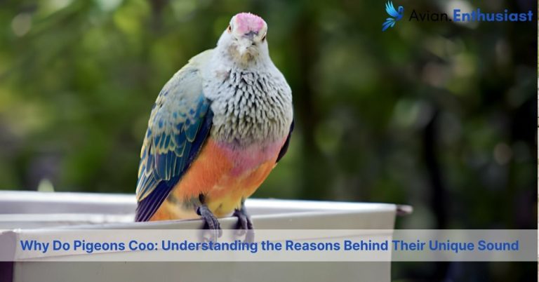 Decoding Pigeon Cooing: Why Pigeons Coo & Its Impact on Their Daily Life