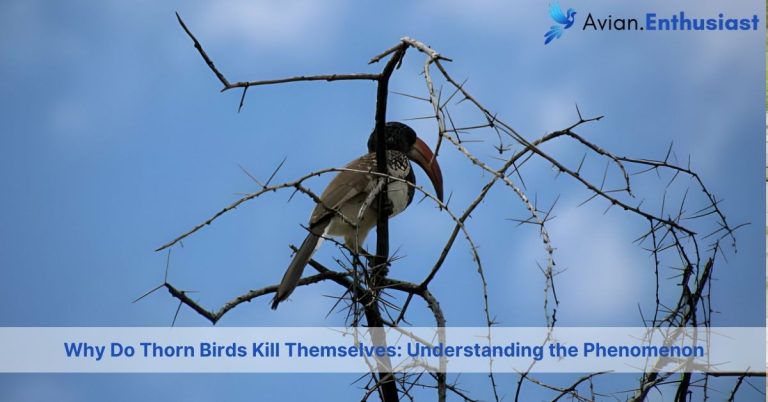 why do thorn birds kill themselves