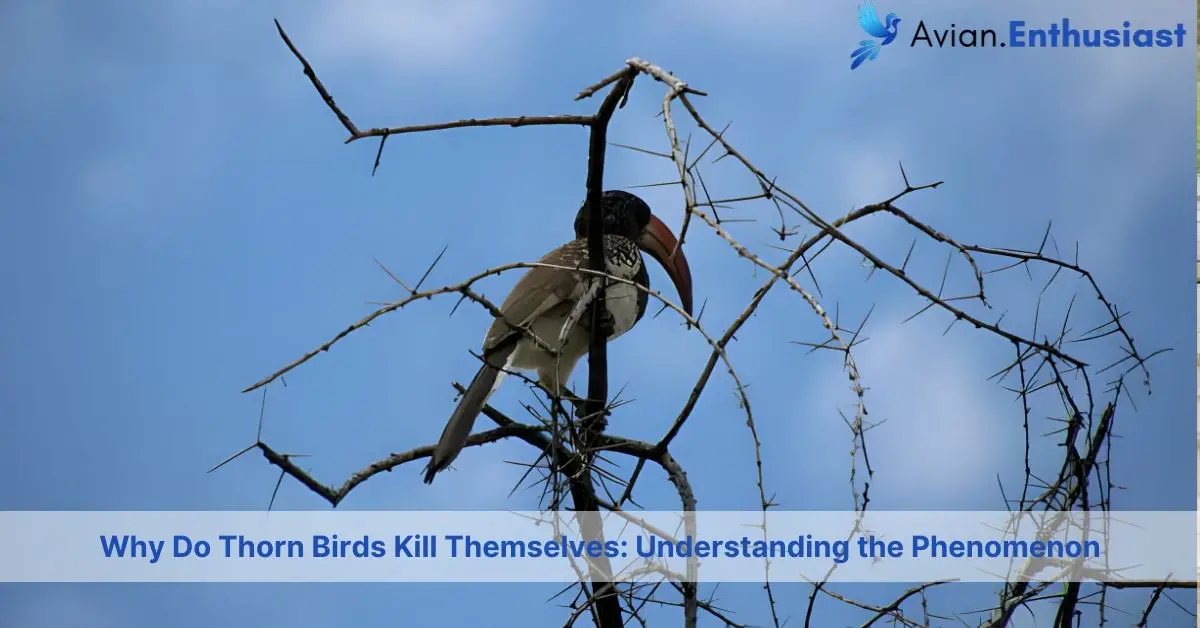 Unveiling the Mystery: Why Thorn Birds Sacrifice Themselves