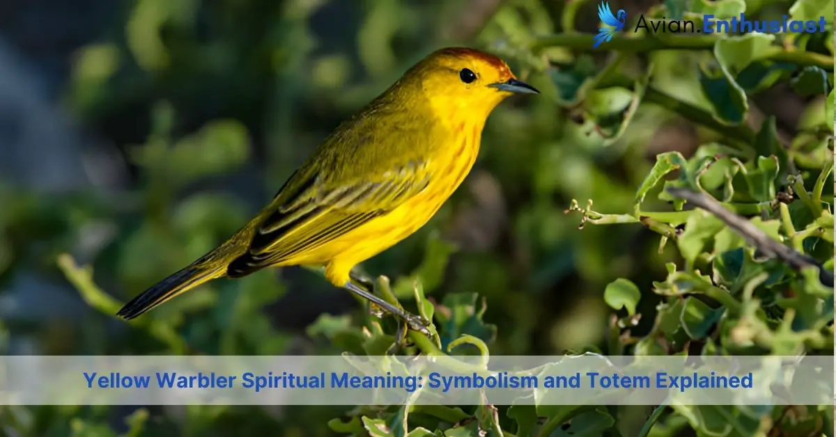 yellow warbler spiritual meaning symbolism and totem