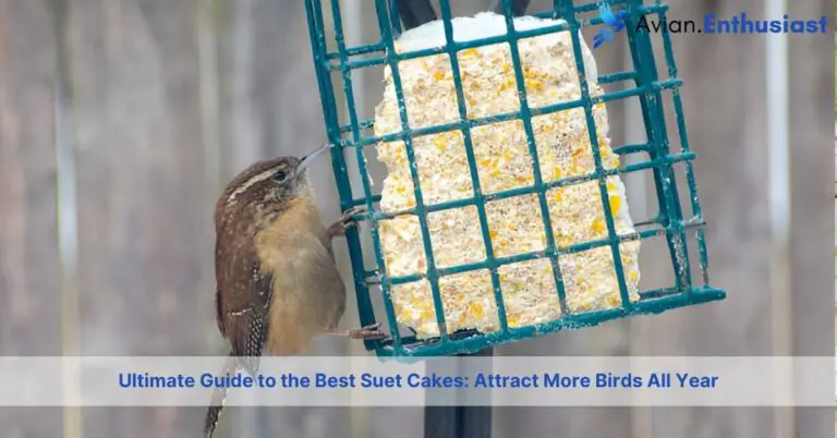 best suet cakes