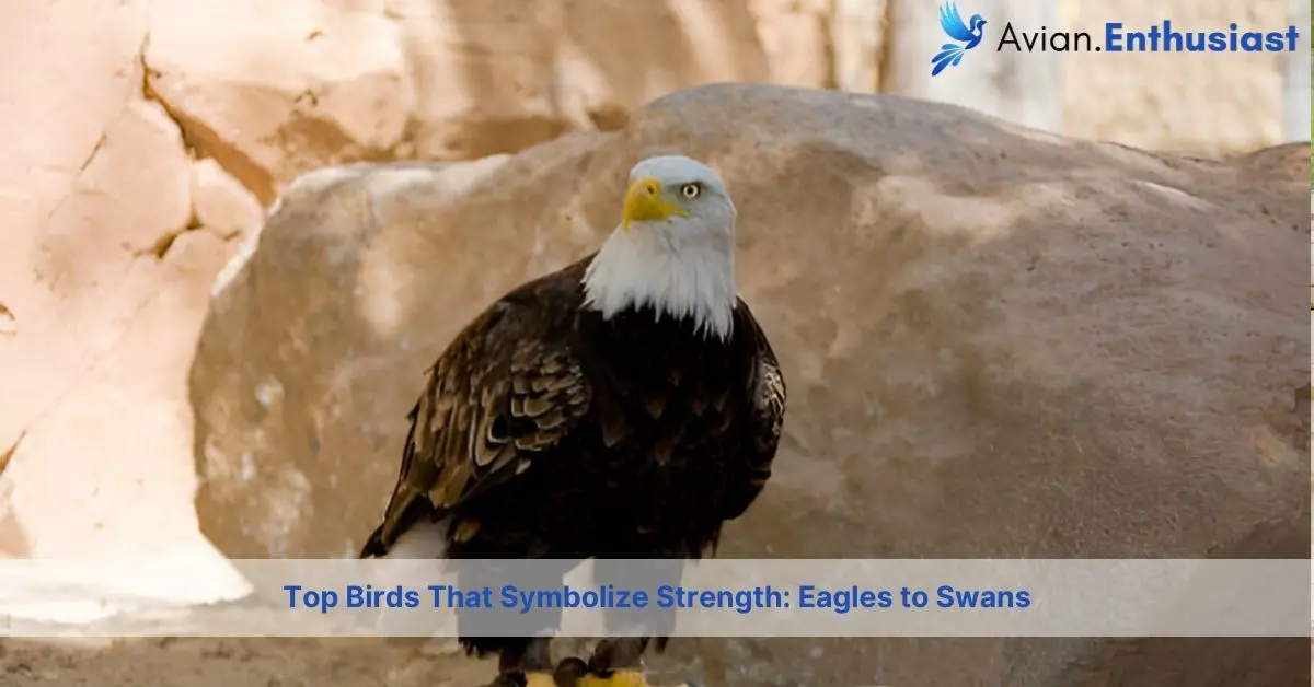 birds that symbolize strength