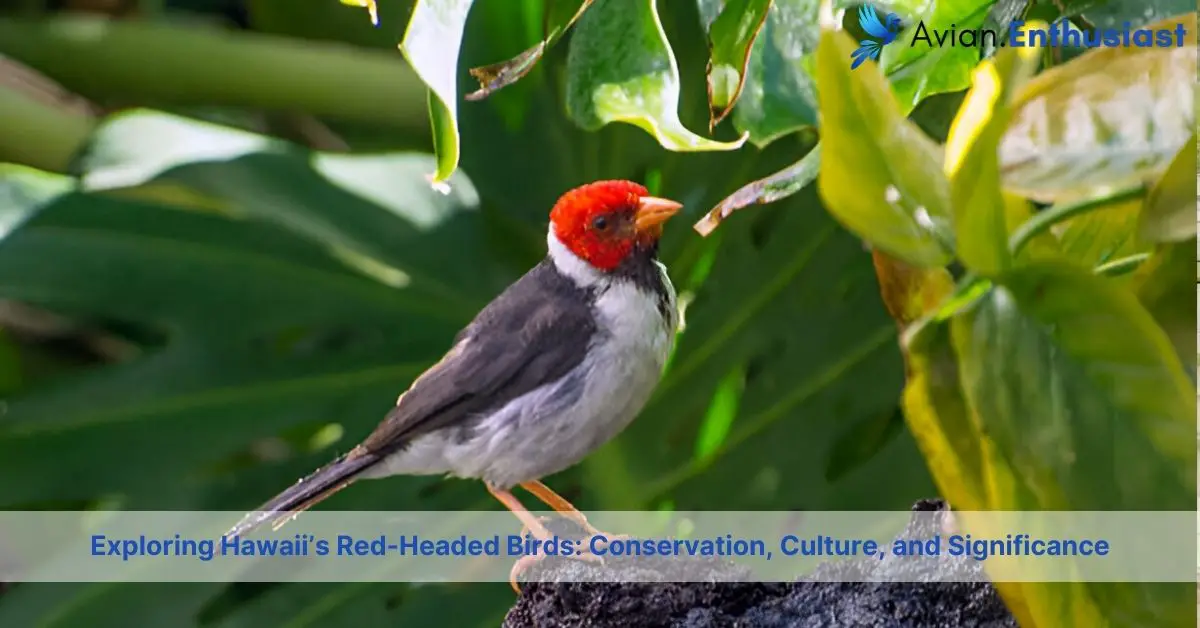 red headed birds of hawaii