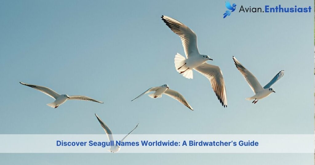 Discover Seagull Names Worldwide: A Birdwatcher's Guide - Avian Enthusiast