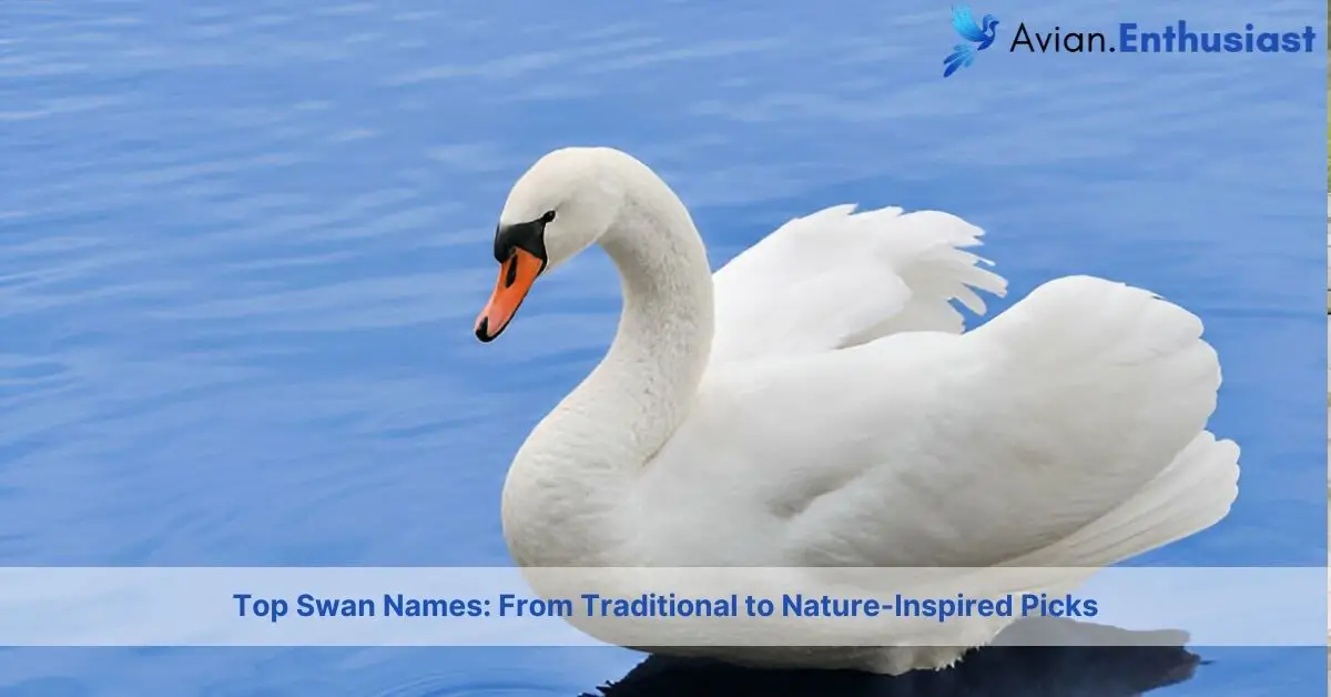 Exploring Swan Names: From Traditional to Quirky and Colorful