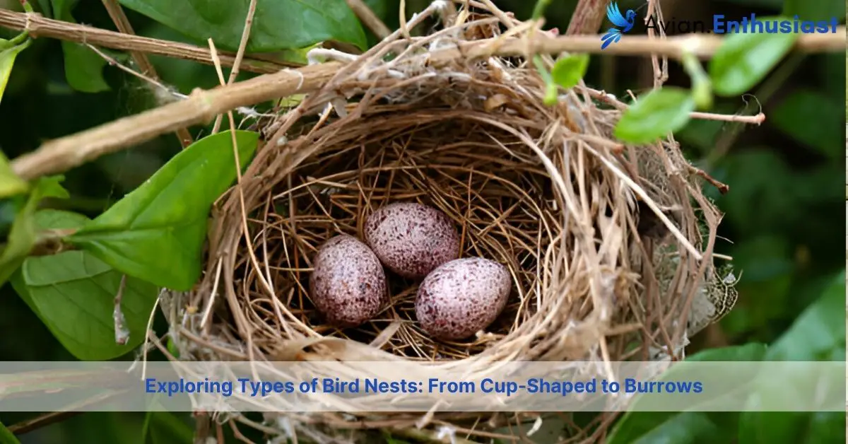 types of birds nests