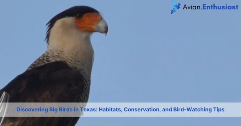 big birds in texas