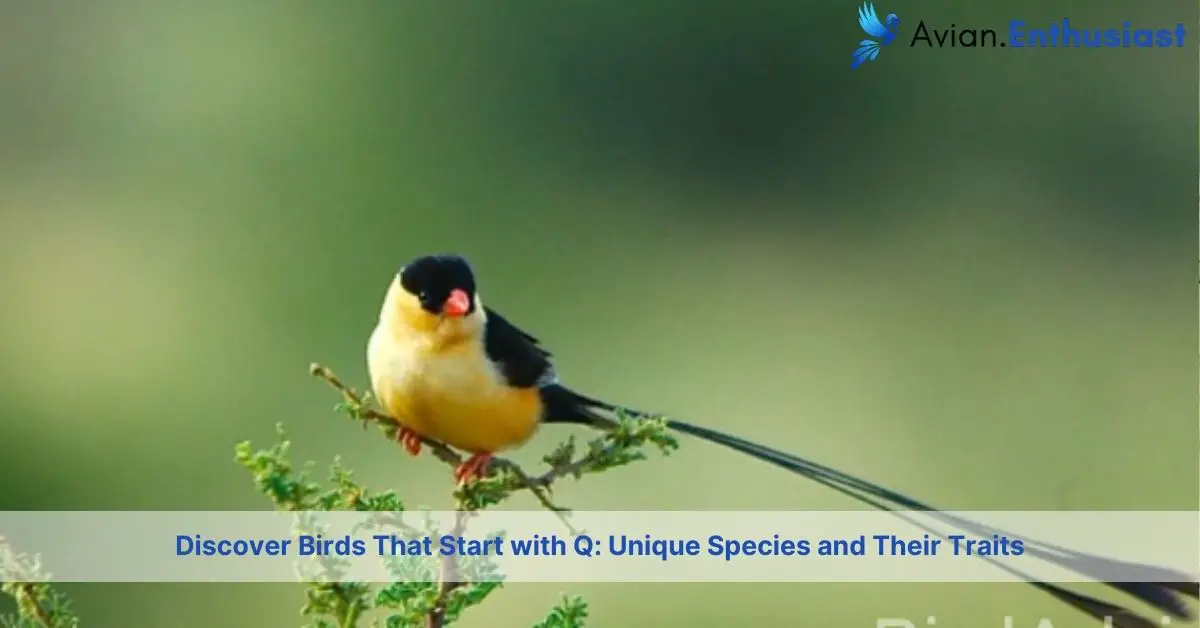 birds that start with q