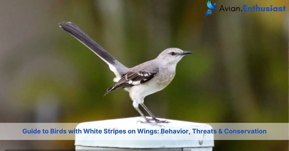 birds with white stripes on wings