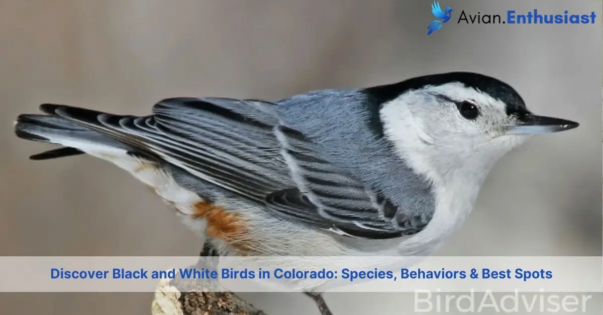 black and white birds in colorado