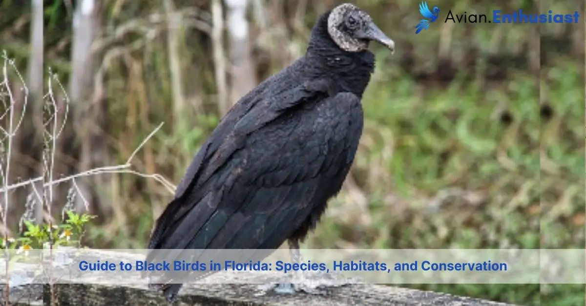 black birds in florida