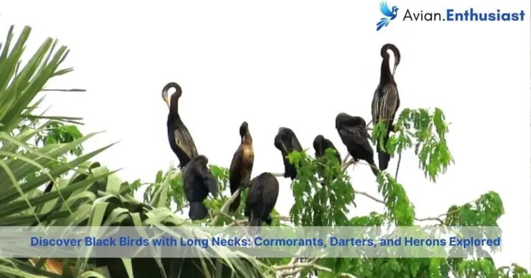 black birds with long necks