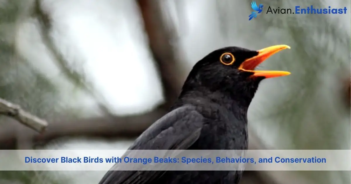 black birds with orange beaks