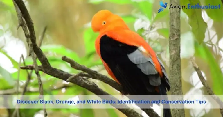 black orange and white birds