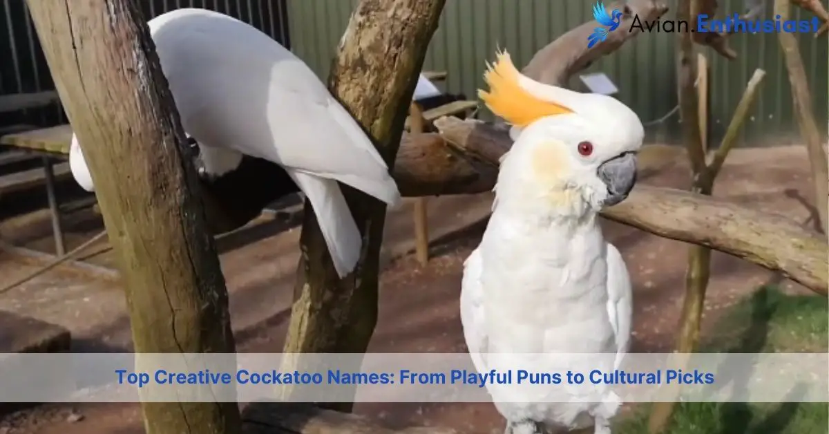 cockatoo names