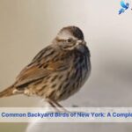 common backyard birds of new york lists