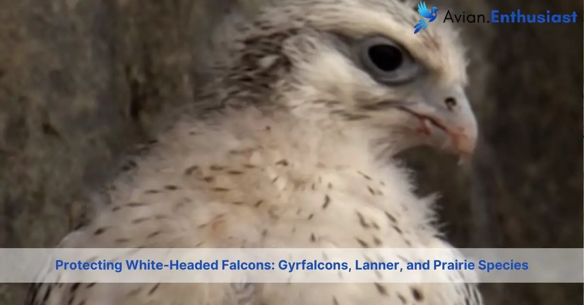 falcons with white heads