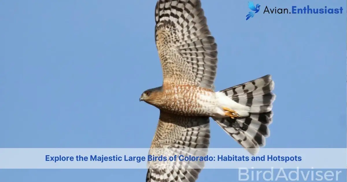 large birds in colorado