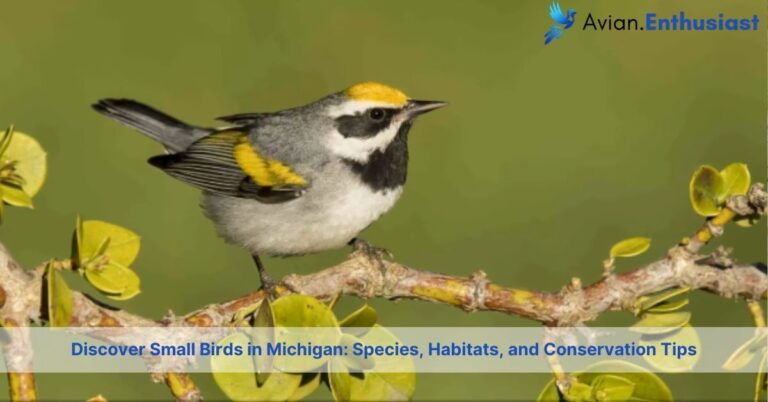 small birds in michigan