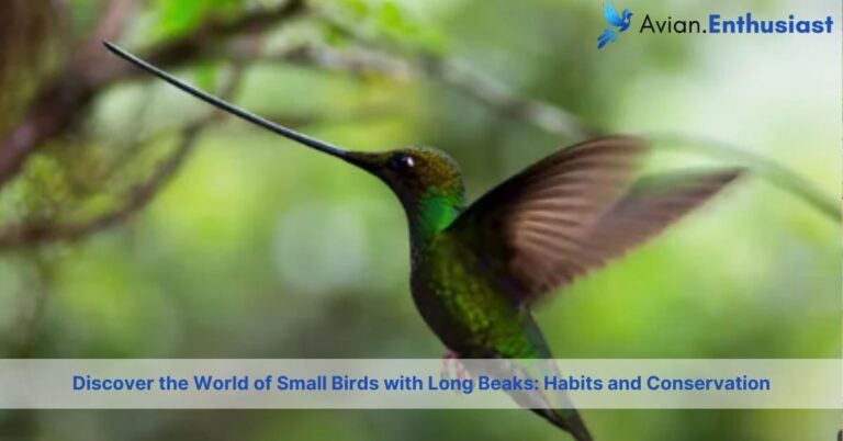 small birds with long beaks