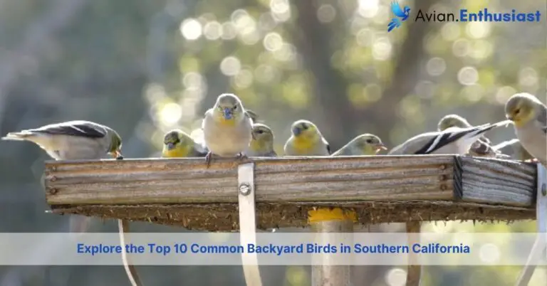 the 10 most common backyard birds in southern california