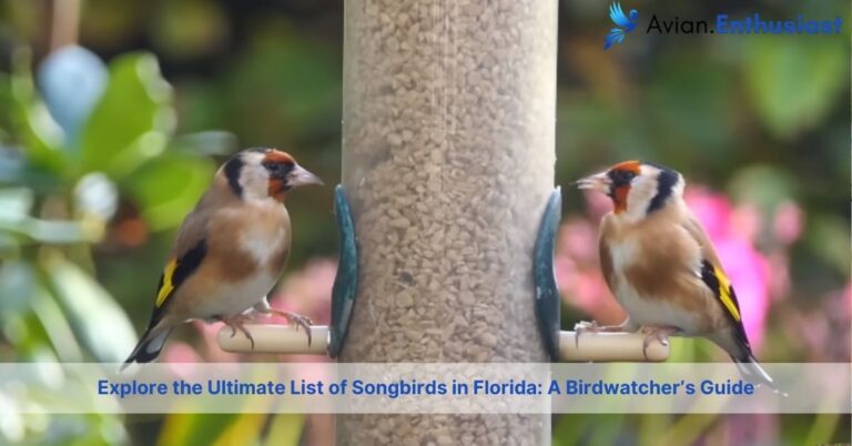 the ultimate list of songbirds in florida