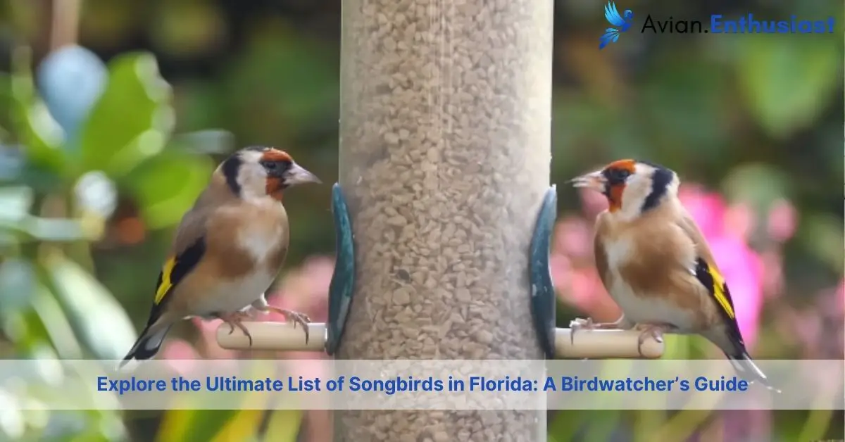 the ultimate list of songbirds in florida