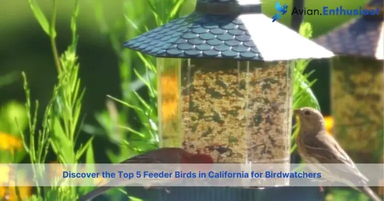 top feeder birds in california