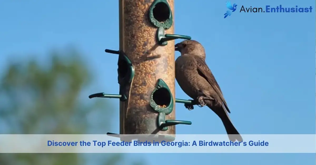 top feeder birds in georgia