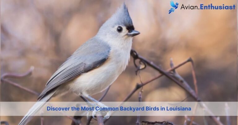 what are most common backyard birds in louisiana