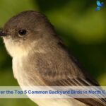 what are most common backyard birds in north carolina