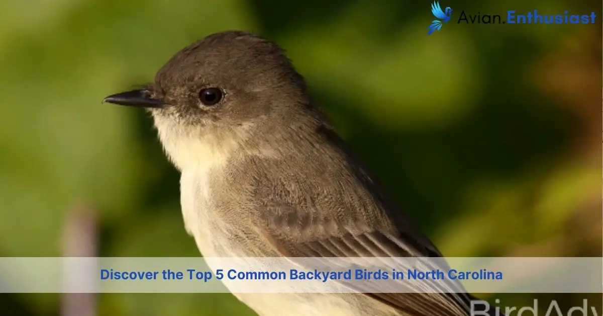 what are most common backyard birds in north carolina