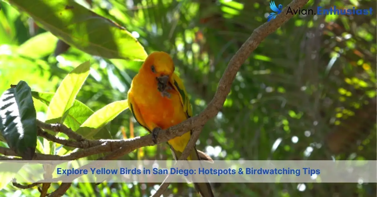 yellow birds in san diego