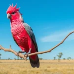 1XQHaQ9VGTOQx4RhQspLH