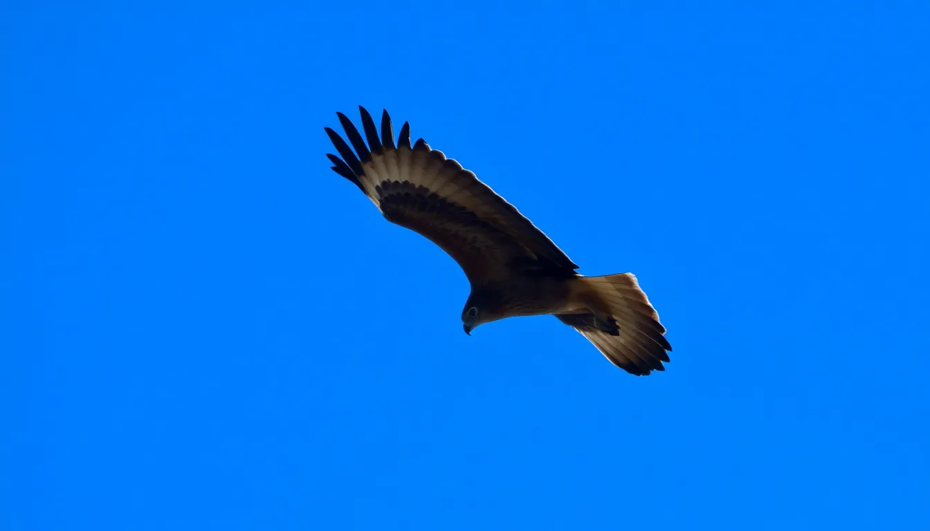 Ultimate Guide to Bird Silhouette Identification: Spot Every Species Like a Pro 2 1 bird silhouette