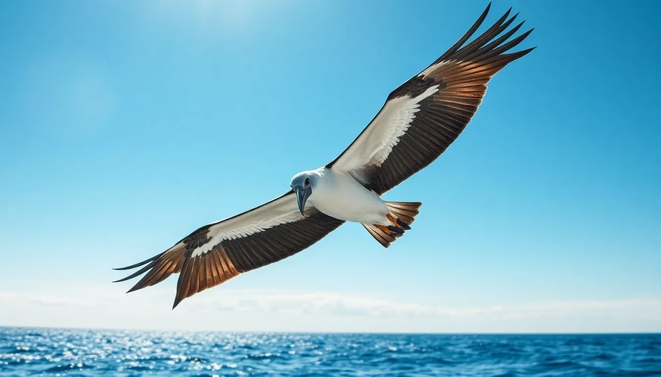 1 pirate bird